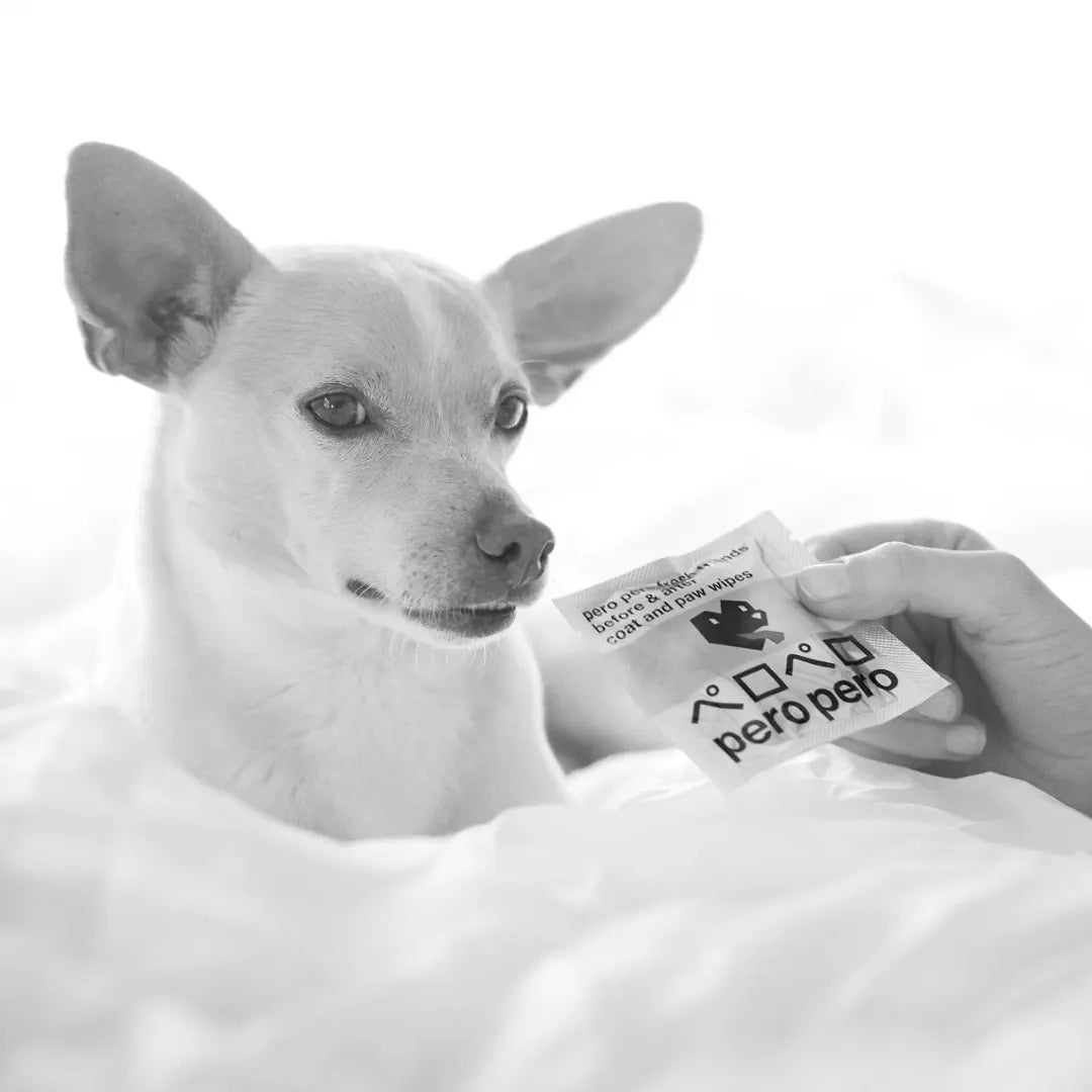 Trip, the Chihuahua-terrier mix, looking at a PeroPero pet wipe being held by a hand. The wipe packaging is clearly visible, showcasing the PeroPero logo and branding.